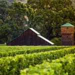 Vineyard with Barn and Water Tower